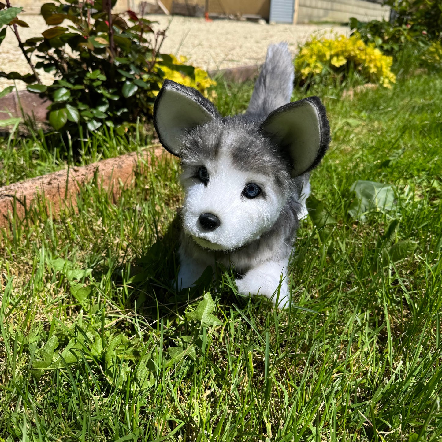 Numa – Chien réaliste articulé en peluche fait main, inspiration husky 35cm
