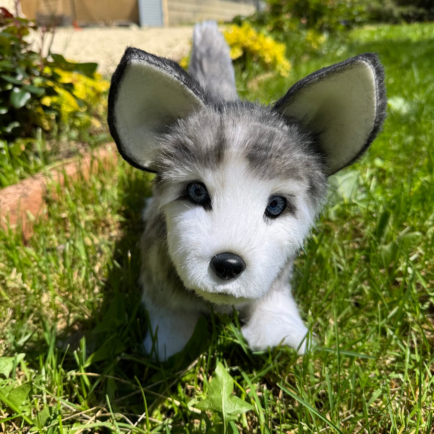 Numa – Chien réaliste articulé en peluche fait main, inspiration husky 35cm