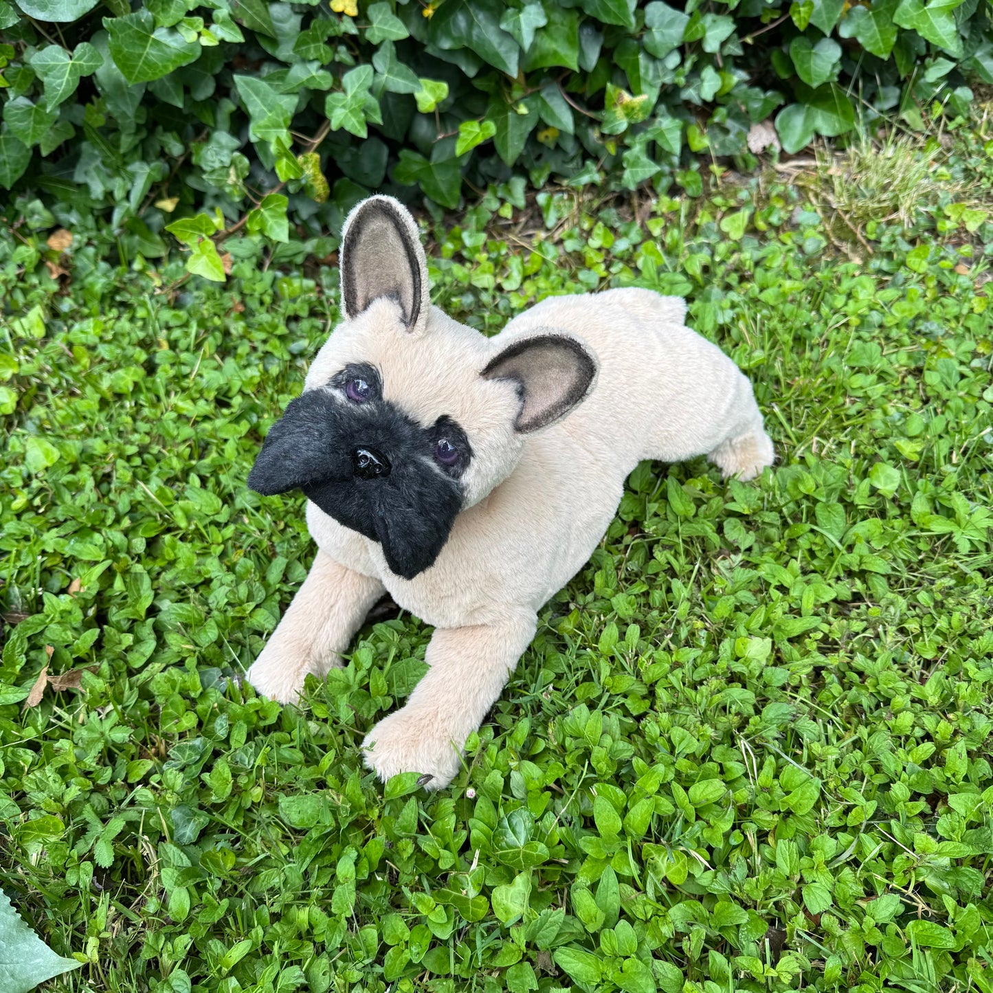 🐶 Bouledogue français réaliste articulé – Peluche d’art en fausse fourrure beige – "Rio"
