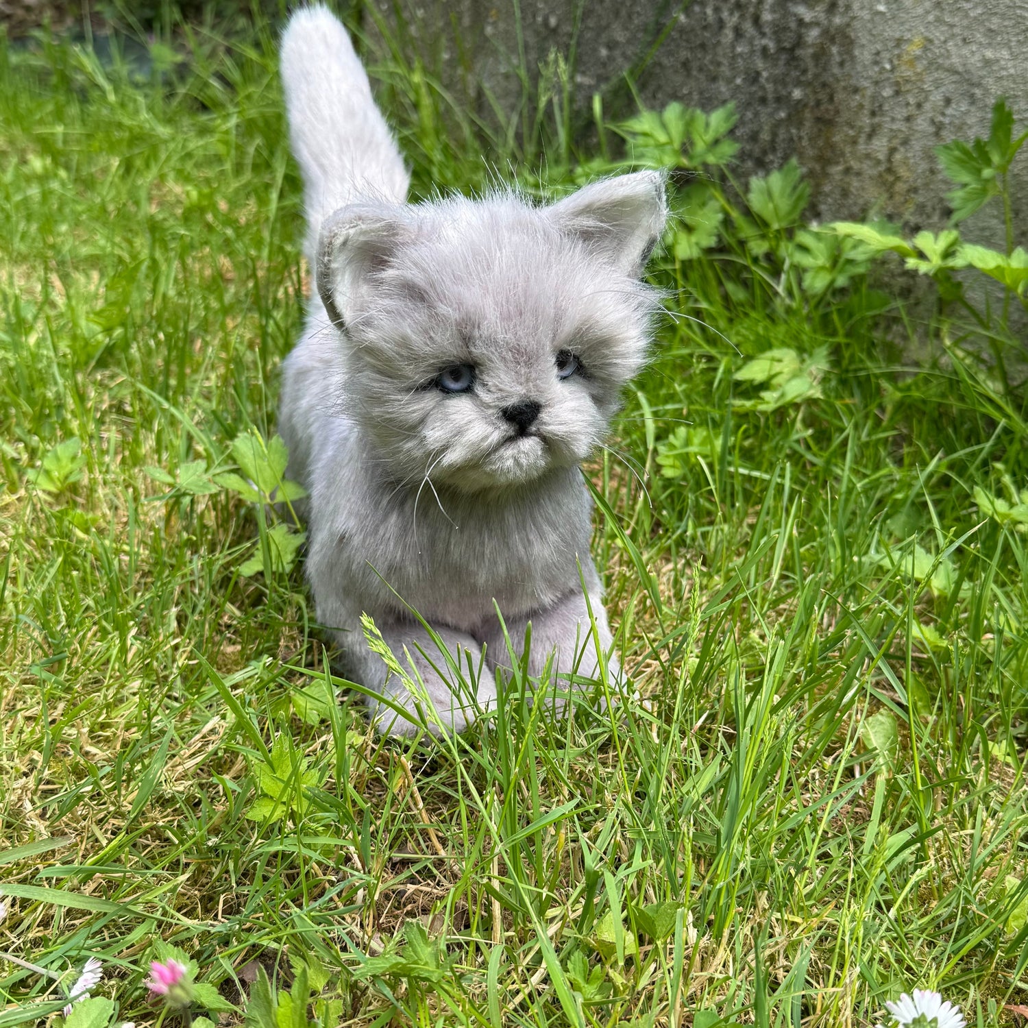 Chats réalistes
