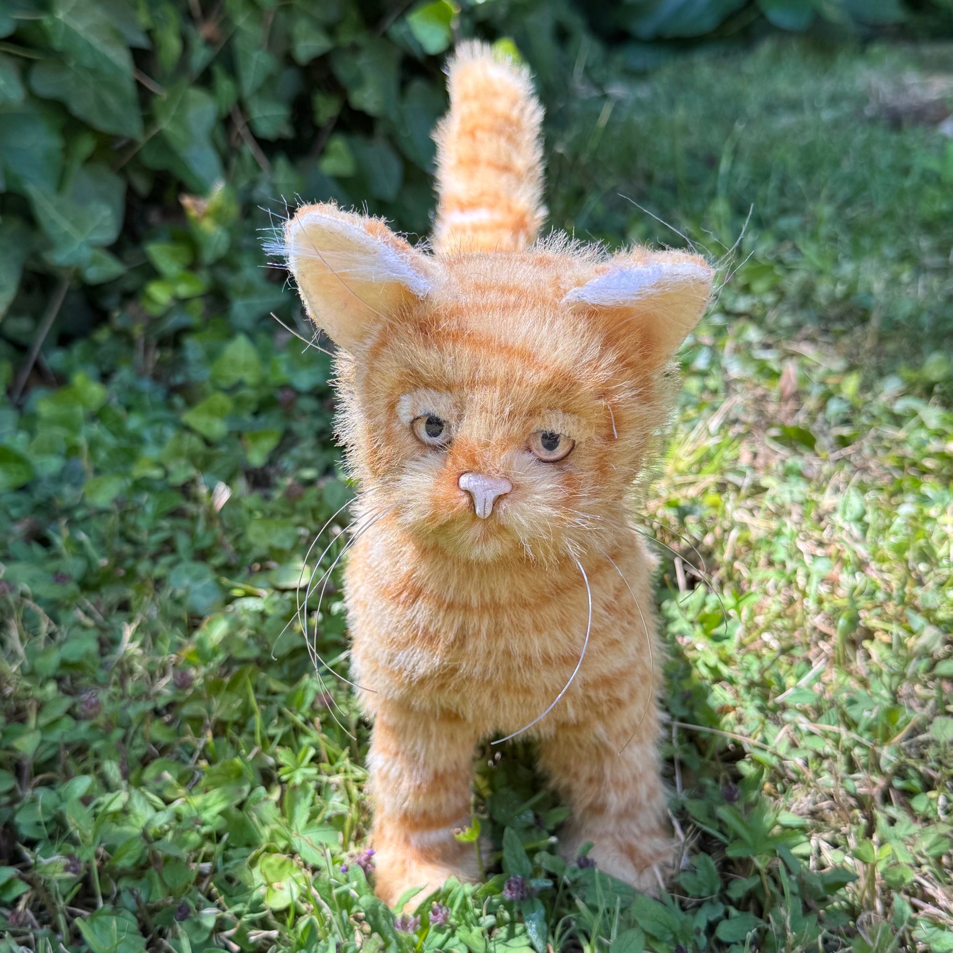 Gros plan sur les yeux en verre du chaton Crocfield