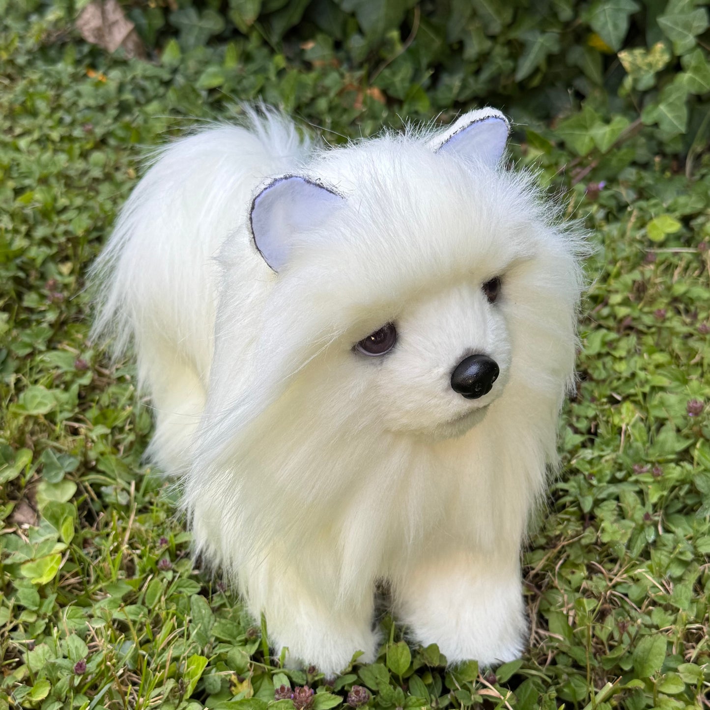 Vue de face d’un chien Poméranien réaliste pour collectionneur
