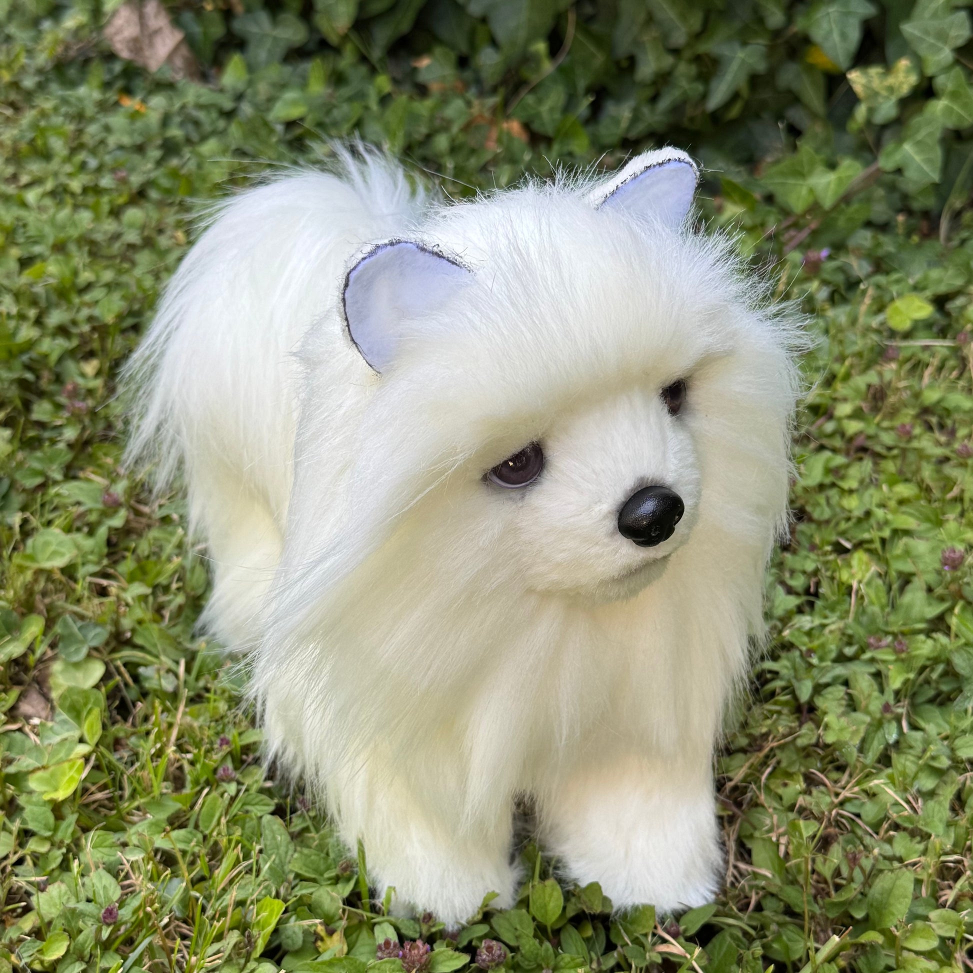 Vue de face d’un chien Poméranien réaliste pour collectionneur